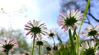 Gänseblümchen von Renate Dohr Miniaturansicht