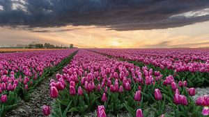 Lila Tulpenfeld bei Sonnenuntergang