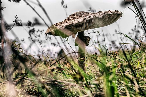 Champignon intime dans la nature - Décoration murale mystique pour un intérieur naturel sur Elianne van Turennout