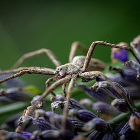 A spider on the hunt by Robbert De Reus