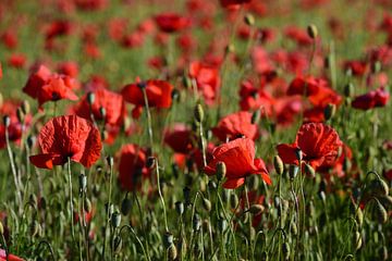 Red poppy on green field