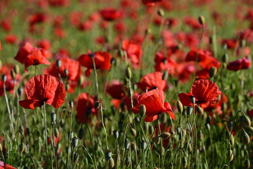 Roter Mohn auf grünem Feld von Ulrike Leone