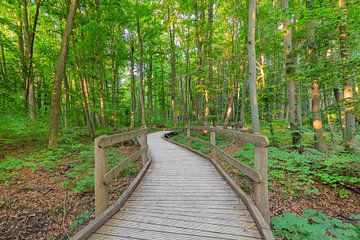 Traumpfad im Wald von Markus Lange