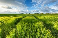 Grain fields in the sun - Groningen, Netherlands