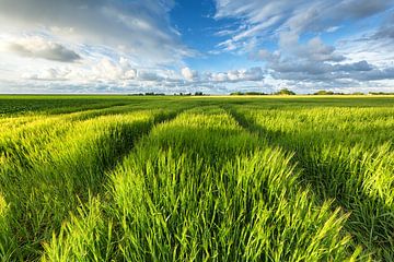 Getreidefelder in der Sonne - Groningen, Niederlande von Bas Meelker