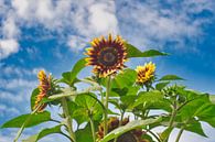 Bosje zonnebloemen in het blauw met wolken van Jolanda de Jong-Jansen thumbnail