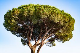 Stone pine tree by Shots by Yarno