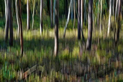 Mystieke dansende bomen in herfstbos