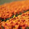 Gele kwikstaart in het tulpenveld, tulpen,bloemen, vogels, van Corrie Post