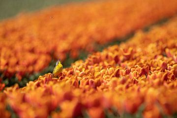 Gele kwikstaart in het tulpenveld, tulpen,bloemen, vogels, van Corrie Post