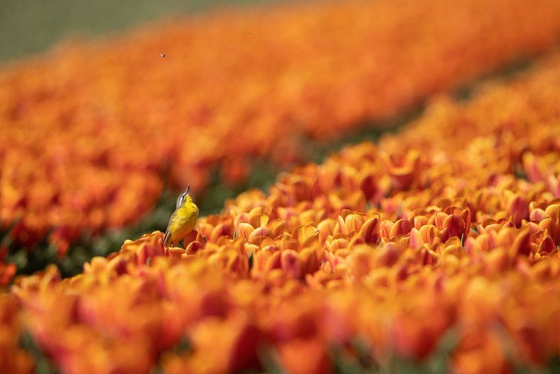 Yellow wagtail in the tulip field, tulips,flowers, birds, by Corrie Post