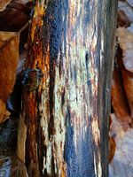 Tree trunk in the forest in the middle of the Veluwe