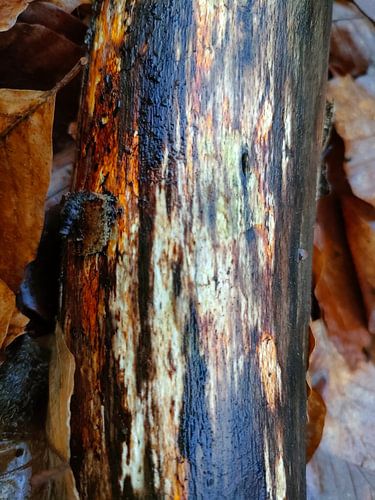 Baumstamm im Wald in der Mitte der Veluwe