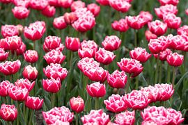 tulips by M. B. fotografie