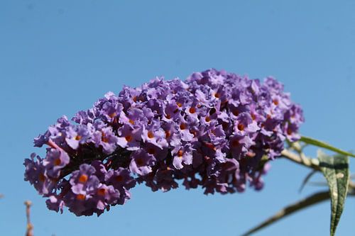 Paarse bloem van de vlienderstruik