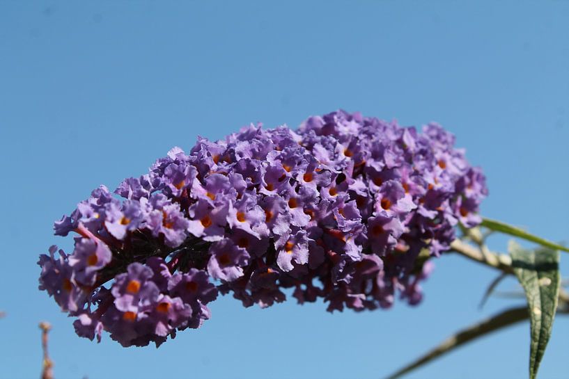 Paarse bloem van de vlienderstruik von Thirza Corstanje