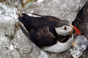 Papageitaucher auf der Insel Skellig Michael in Irland