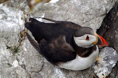 Papegaaiduikers op het eiland Skellig Michael in Ierland