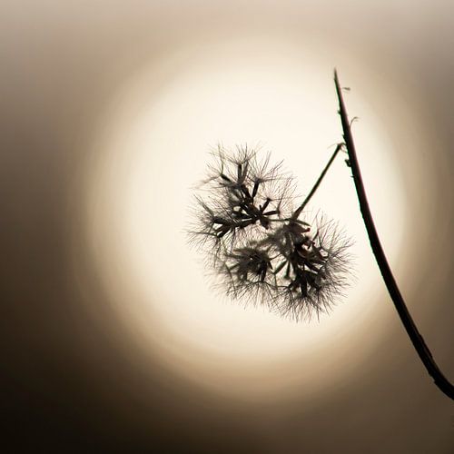 Bärenklaue in der untergehenden Sonne