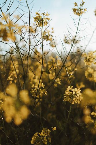 Golden Yellow Rapeseed Field, Summer, Netherlands, Still life, Nature, Photography