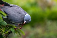 Le pigeon Sjakie dans sa chocolaterie