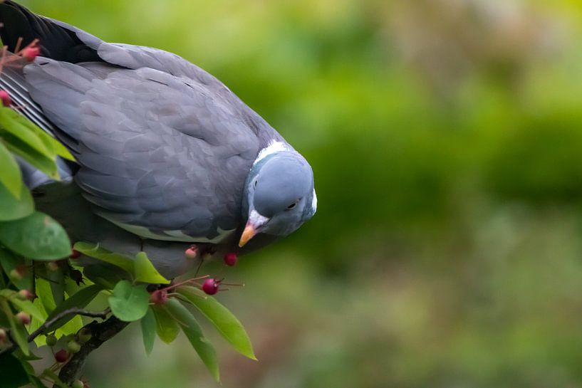 Pigeon Sjakie in his chocolate factory by Erwin van Eekhout