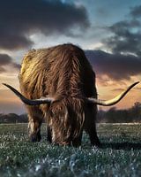 My favourite Highlander bull