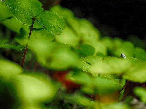 Glücksklee beim Wandern im Harz