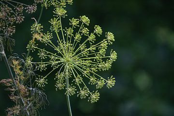 Beautiful dill flower, Inflorescence with ripening seeds against by Maren Winter