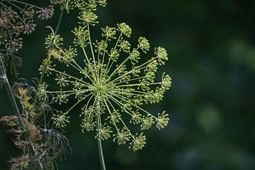 Schöne Dillblüte, Blütenstand mit reifenden Samen gegen von Maren Winter