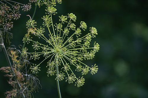 Beautiful dill flower, Inflorescence with ripening seeds against