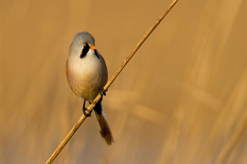 Baardmannetje van Menno Schaefer