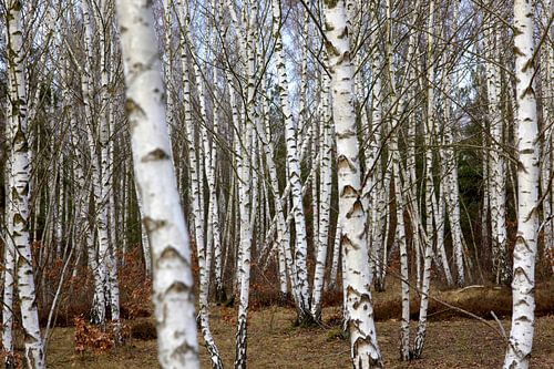 Elegant birches
