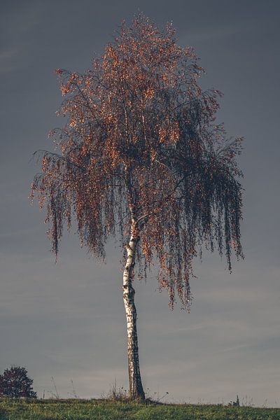 Lonely Silver birch tree in autumn colors by Attila Gimesi