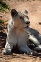 Lioness