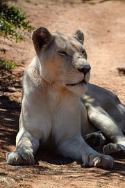 Lioness by Kim de Vos  - Carpe Diem