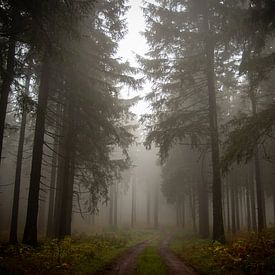 Mist in het bos van Suzanne Schoepe