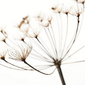 Dry Heracleum plant on white by AS Photography