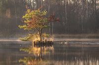 Die Insel der Gänse in einem Moor in Oisterwijk.