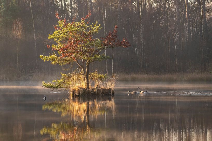 The island of the geese in a fen at Oisterwijk. by Els Oomis