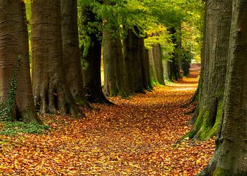 L'avenue d'automne dans la forêt