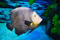 Beautiful colorful fish in the aquarium