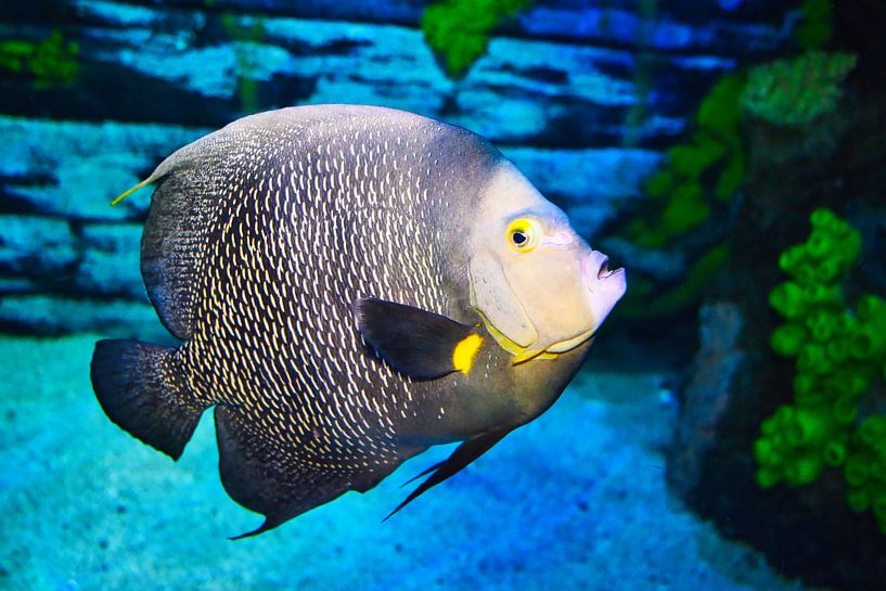 Beautiful colorful fish in the aquarium by Andreas Völkel