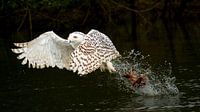 Snow owl catch food
