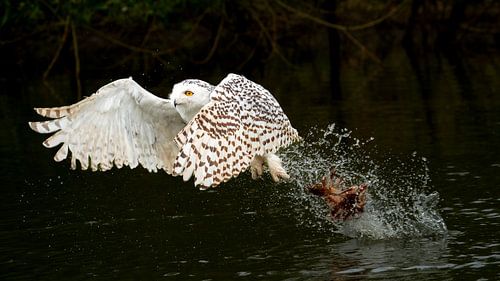 Snow owl catch food