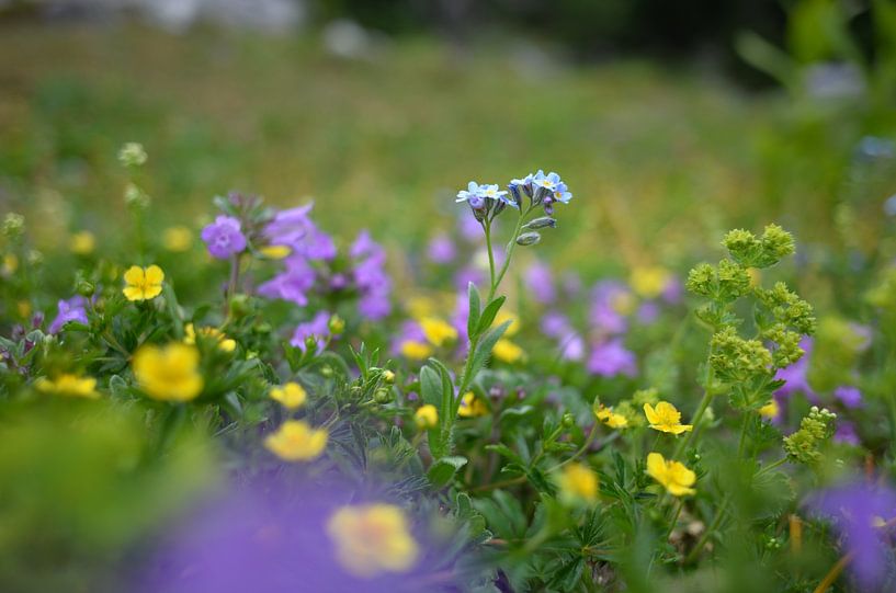 Prairie de montagne avec des myosotis par Christian Peters