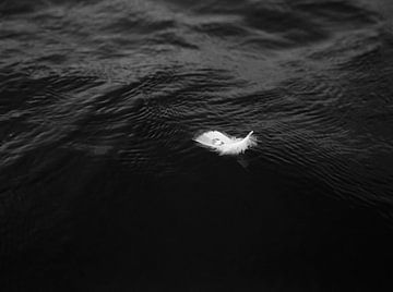 Floating feather with drop of water - moody photography print by Laurie Karine van Dam
