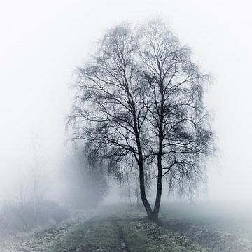 Berk in de mist van Lia Lavoir