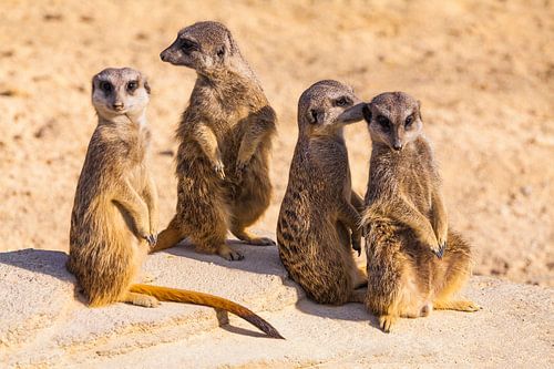 Stokstaart in gesprek