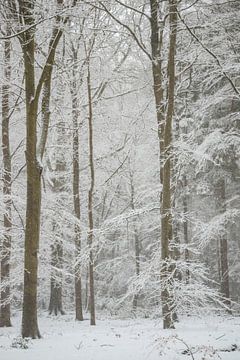 Snowy forest by Danielle Bosschaart